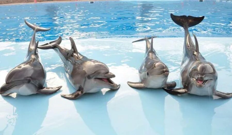 Dolphin Show Tour with Transfer from Alanya & Side - What the $41 dolphin show actually gives you