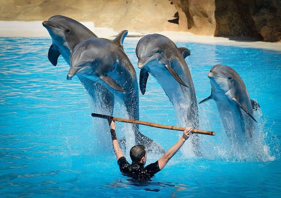 Dolphin Show Tour with Transfer from Alanya & Side - The dolphin performance, lasting about one to one and a half hours