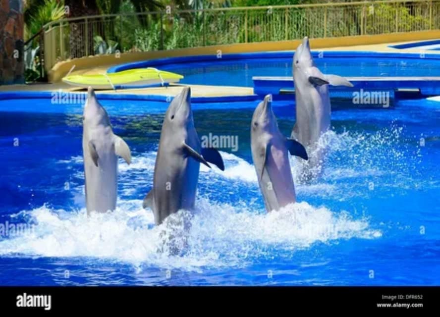 Dolphin Show Tour with Transfer from Alanya & Side - The return transfer and how much time to allow
