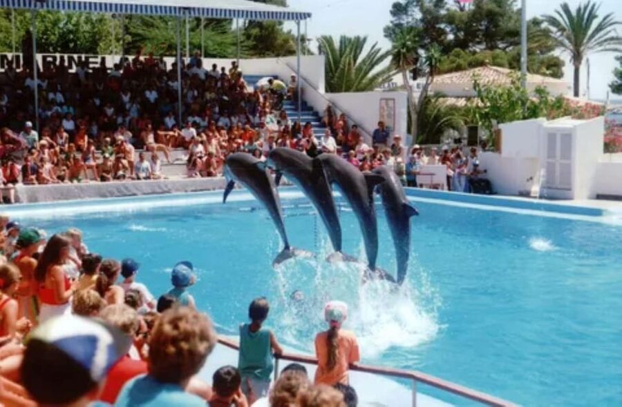 Dolphin Show Tour with Transfer from Alanya & Side - Your hotel pick-up and the first meeting with Mesut