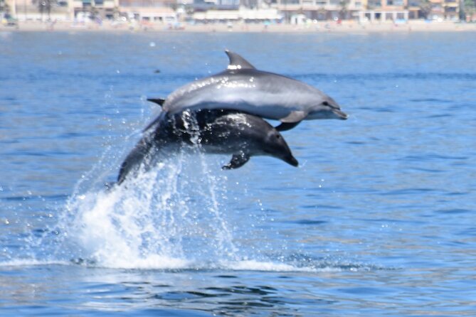 Dolphin Sightseeing Boat Tour from Benalmadena - Setting out from Benalmádena Puerto