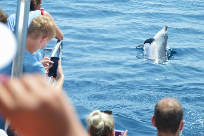 Dolphin Sightseeing Boat Tour from Benalmadena - Who will enjoy this cruise most?