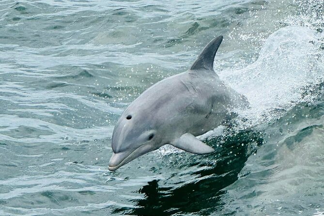 Dolphin & Sightseeing Cruise + Beach Stop + Snorkel + Equipment - A four-hour outing built around dolphins and quiet water
