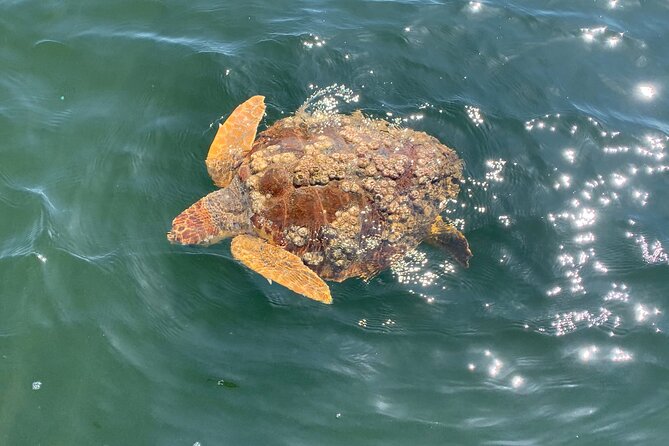 Dolphin & Sightseeing Cruise + Beach Stop + Snorkel + Equipment - Fort Pickens, Fort McCrae, and the Pensacola Pass