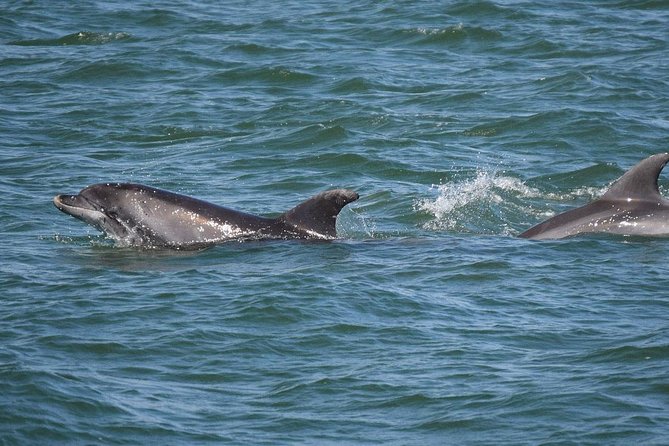 Dolphin Sightseeing on the Privateer Catamaran - Grand Lagoon sets the pace