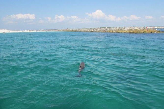 Dolphin Sightseeing on the Privateer Catamaran - Weather, timing, and cancellation details