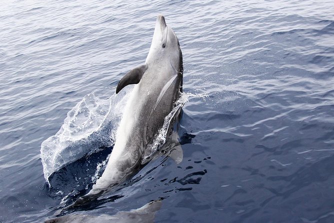 Dolphin Sightseeing on the Privateer Catamaran - Shell Island and the open water