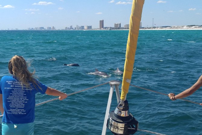 Dolphin Sightseeing Tour on the Footloose Catamaran - What the Footloose dolphin cruise is really like