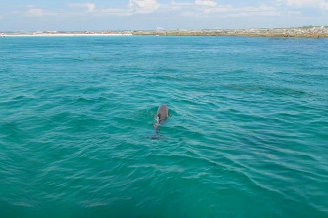 Dolphin Sightseeing Tour on the Footloose Catamaran - Drinks, music, and the feel on board