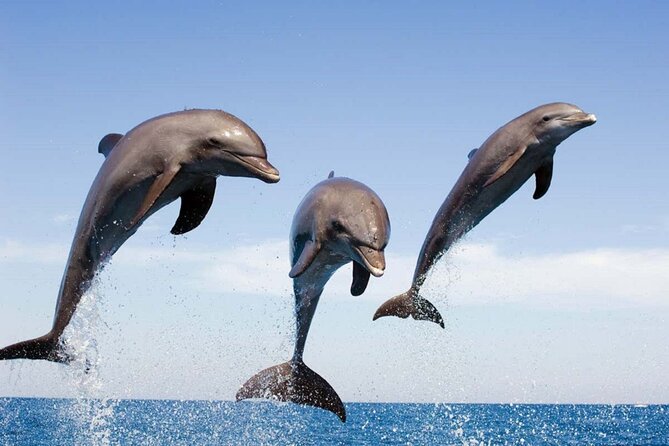 Dolphin Snorkel With private Speed Boat & Water Sports - Hurghada - Two Snorkeling Stops With Coral, Fish, and a Shipwreck