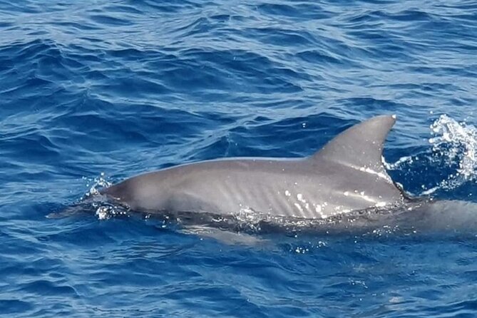Dolphin Snorkel With private Speed Boat & Water Sports - Hurghada - What the Four-Hour Schedule Means
