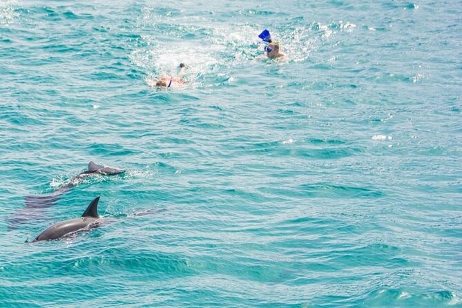 Dolphin Snorkel With private Speed Boat & Water Sports - Hurghada - Who Will Get the Most From This Trip