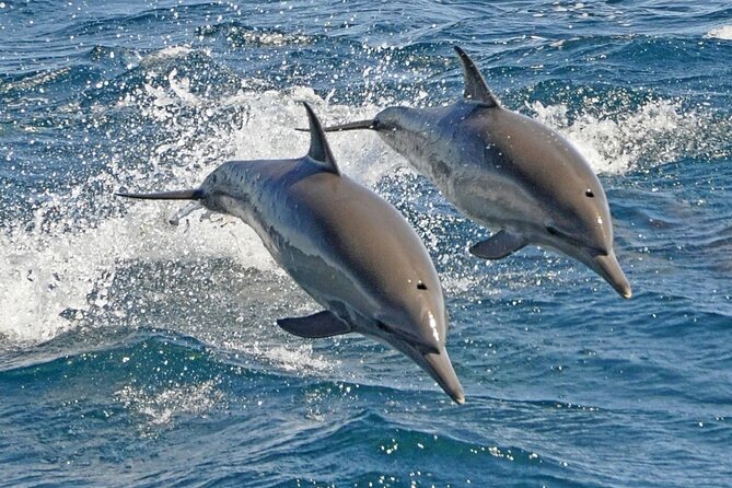 Dolphin Snorkel With private Speed Boat & Water Sports - Hurghada - Water Sports Add More Action
