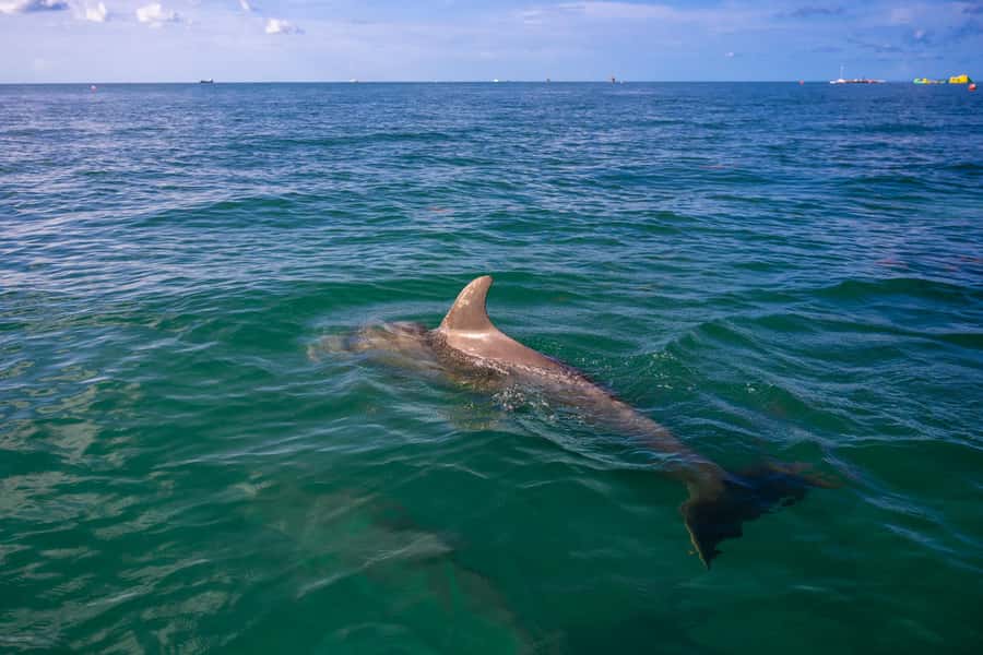 Dolphin & Snorkeling Key West - Key points at a glance