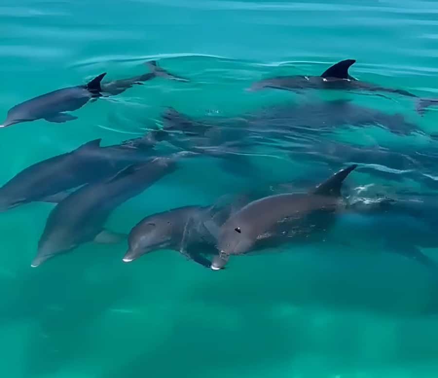 Dolphin & Snorkeling Key West - Who will enjoy this Key West boat tour?