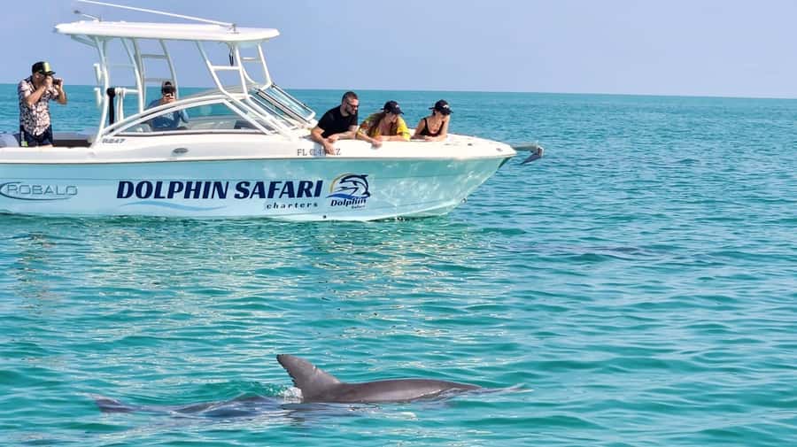 Dolphin & Snorkeling Key West - Searching for wild dolphins around Key West