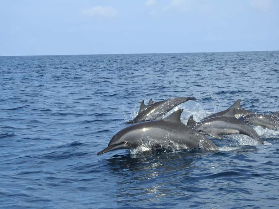 Dolphin, Snorkeling,Turtles and SunSet Cruise with Lunch - Key points to know before booking