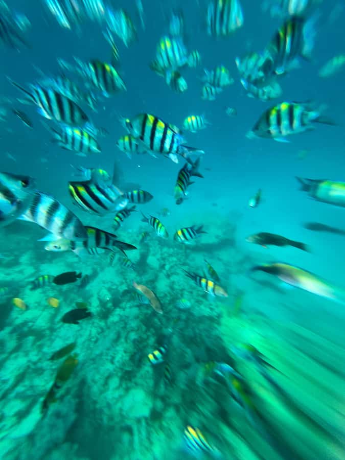 Dolphin, Snorkeling,Turtles and SunSet Cruise with Lunch - Starting from Stone Town, Nungwi, or the east coast