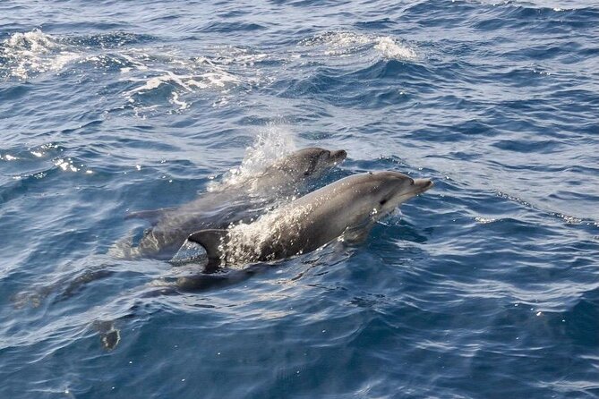 Dolphin spotting in the Gulf of Olbia - Key points to know before booking