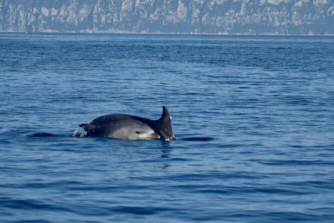 Dolphin spotting in the Gulf of Olbia - Figarolo is the reason to take this boat trip