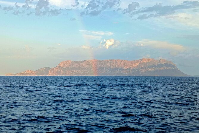 Dolphin spotting in the Gulf of Olbia - Watching dolphins around Isola di Figarolo
