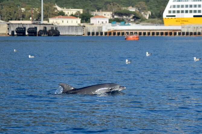 Dolphin spotting in the Gulf of Olbia - What happens during the 90-minute outing