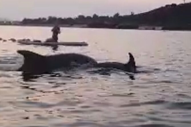 Dolphin-spotting SUP tour with Golfo Aranci aperitif - Starting from Golfo Aranci beach