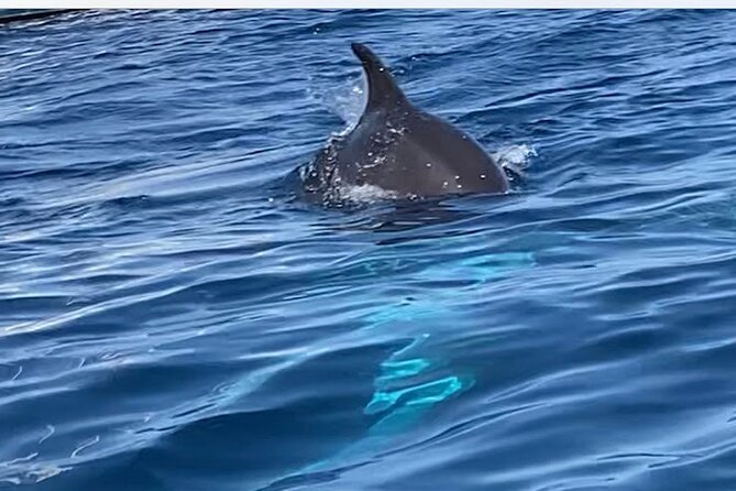 Dolphin-spotting SUP tour with Golfo Aranci aperitif - Reaching Cala Moresca and taking a water break