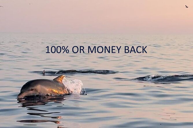 Dolphin Sunrise Adventure with Speedboat - Key points to know before you book