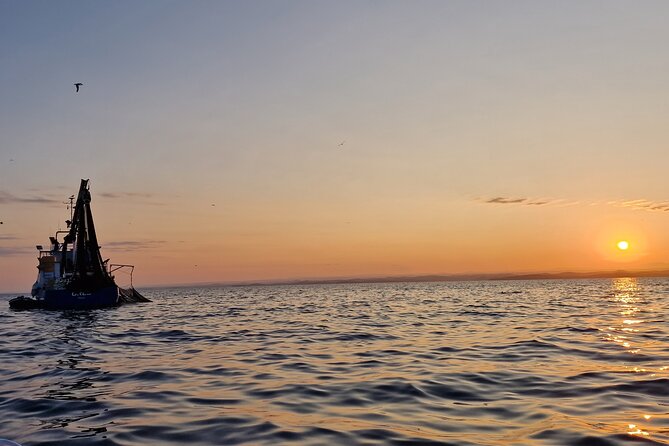 Dolphin Sunrise Adventure with Speedboat - What the strongest feedback tells you