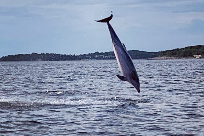 Dolphin Sunset Adventure with Speedboat - The search for wild dolphins in the Adriatic