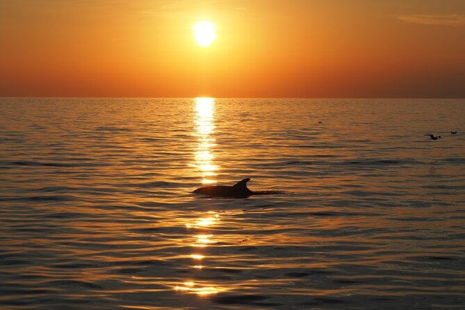 Dolphin Sunset Adventure with Speedboat - How wind changes the experience
