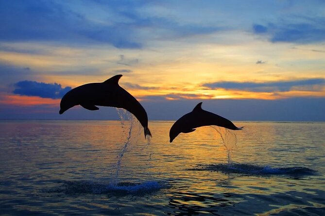 Dolphin Sunset Adventure with Speedboat - Who will enjoy this outing most