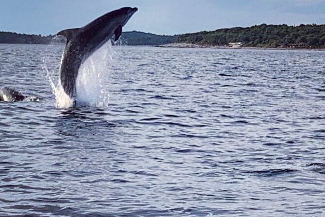 Dolphin Sunset Adventure with Speedboat - Watching the pod without chasing it