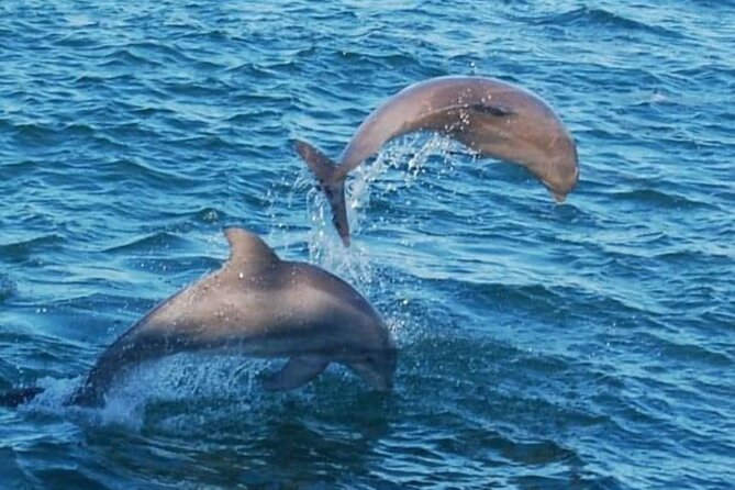 Dolphin & Sunset Cruises - The Boat and Its Useful Features