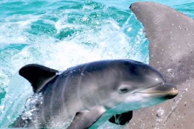 Dolphin Sunset Tour in Orange Beach - The $31 price and what is included