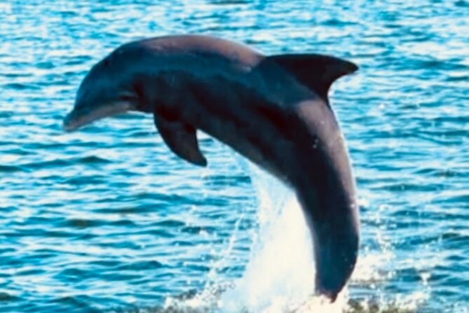 Dolphin Sunset Tour in Orange Beach - Timing, parking, and the one detail to confirm