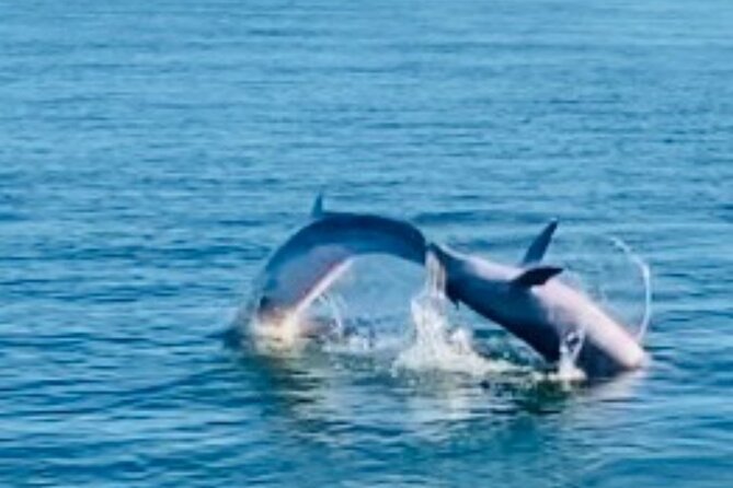 Dolphin Sunset Tour in Orange Beach - Weather and cancellation rules
