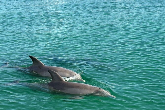 Dolphin Sunset Tour in Orange Beach - Who will enjoy this most