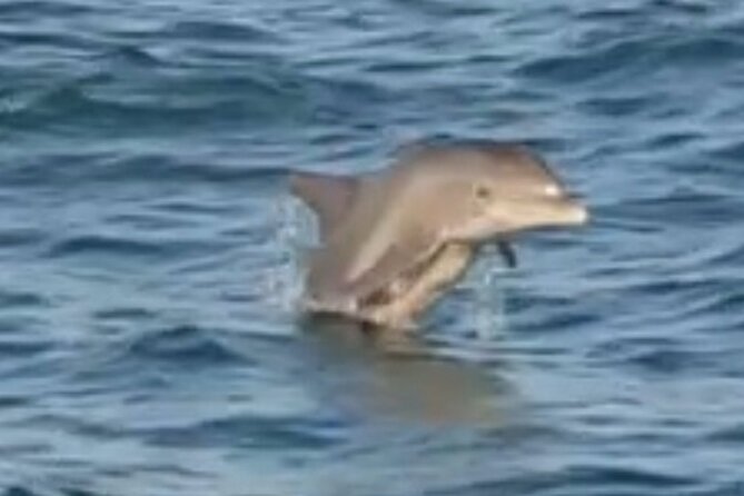 Dolphin Sunset Tour in Orange Beach - What I would plan for your afternoon