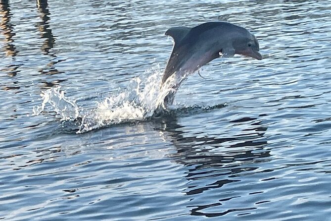 Dolphin Sunset Tour in Orange Beach - What the 90-minute route gives you