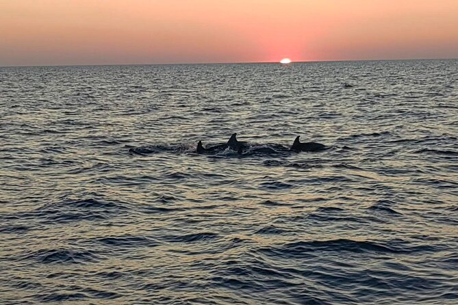 Dolphin & Sunset tour with Brijuni panorama - What the welcome and service may feel like