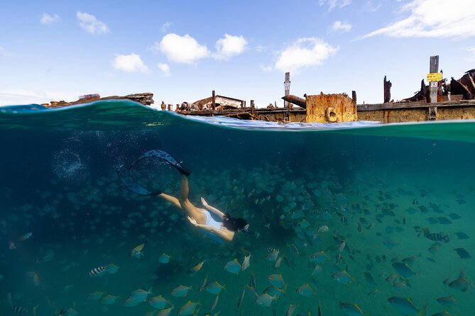 Dolphin & Tangalooma Wrecks Snorkel Cruise & Lunch - Brisbane - Marine wildlife spotting around Moreton Bay