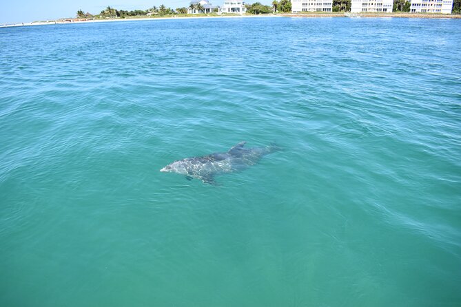 Dolphin Tiki Cruise around Fort Myers Beach - What Captain Kate adds to the trip
