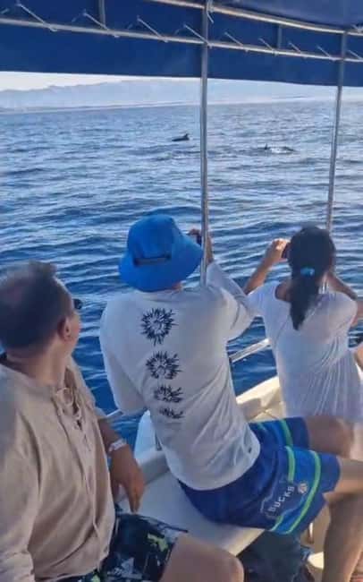 Dolphin tour 2 hours - How much the dolphin trip really costs