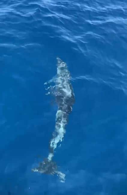Dolphin tour 2 hours - The strongest reasons to say yes