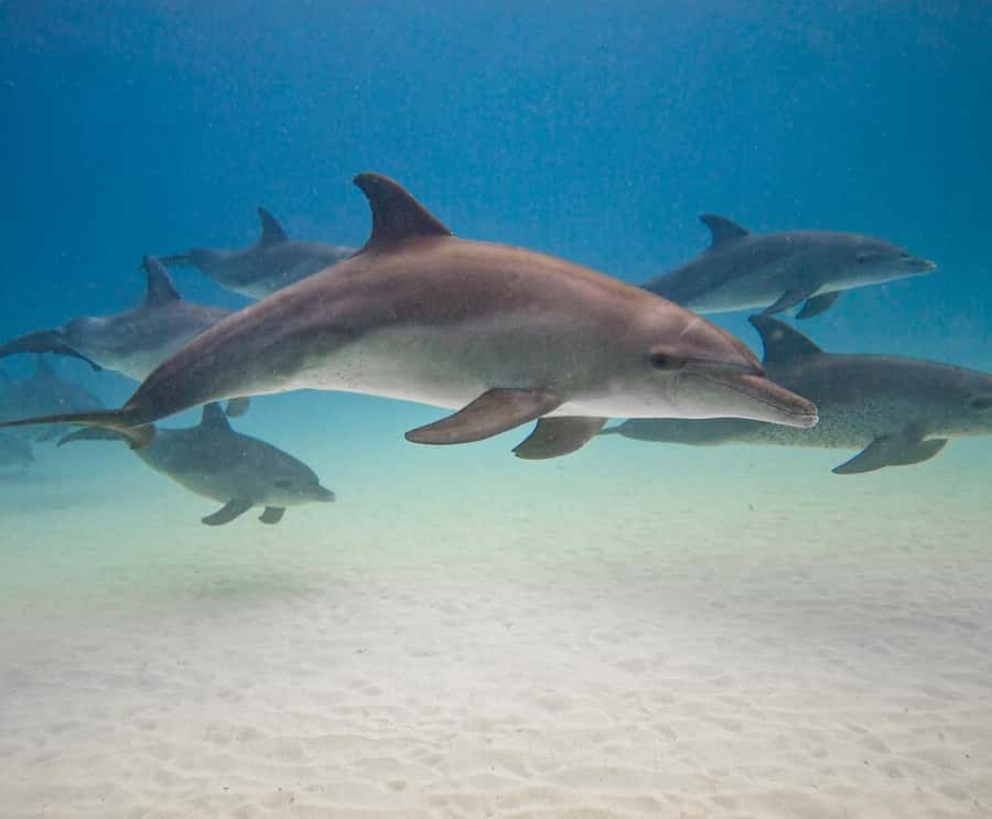 Dolphin tour at kizimkazi and Salaam cave - Key points to know before booking