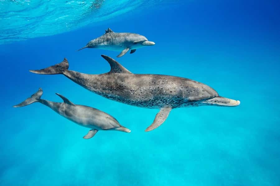 Dolphin tour at kizimkazi and Salaam cave - Salaam Cave offers the steadier wildlife encounter