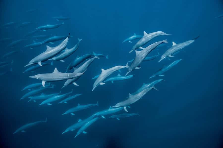 Dolphin tour at kizimkazi and Salaam cave - Safety and service details you should clarify