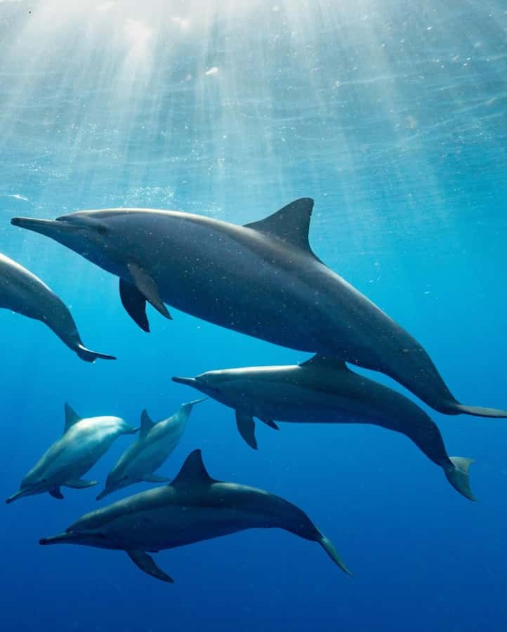Dolphin tour at kizimkazi and Salaam cave - Should you book the Kizimkazi and Salaam Cave tour?